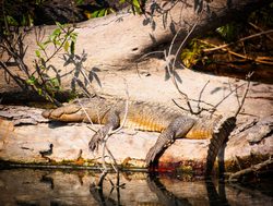 20211002143426 Bardiya National Park crocodile